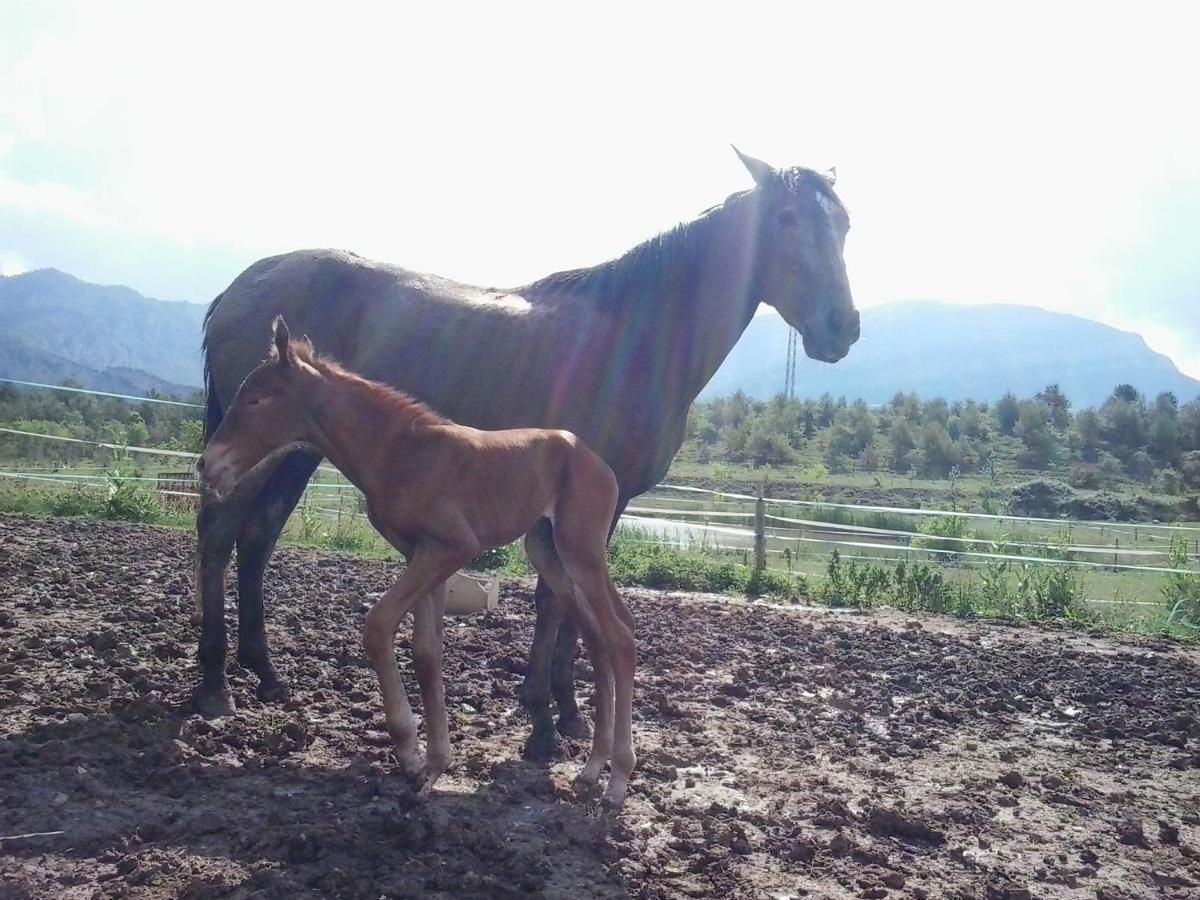 El Jou Nature Sant Corneli Bagian luar foto